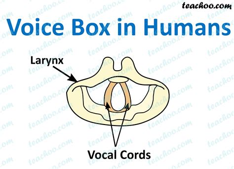 Voice Box 